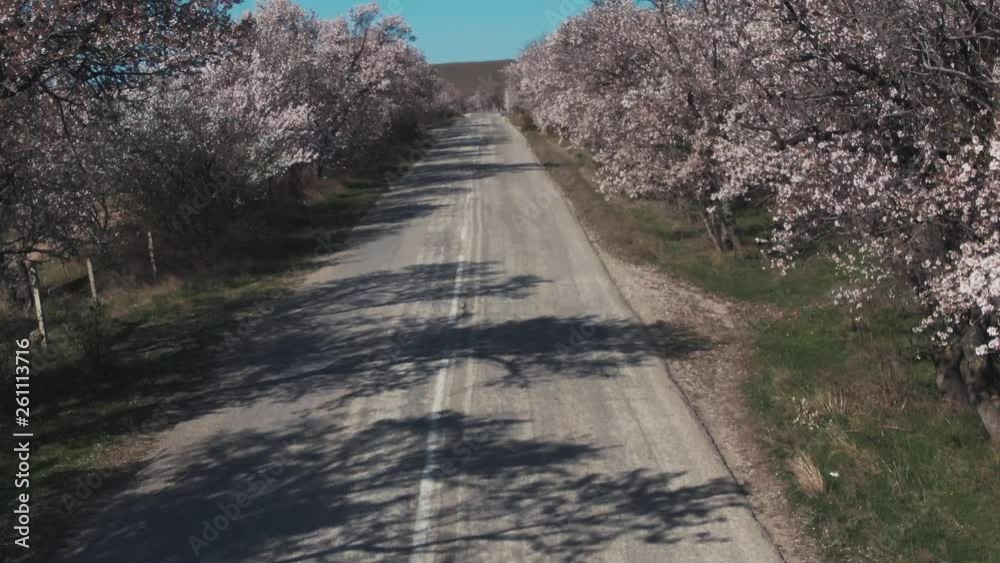 quadrocopter flight over the road along which grow almond trees