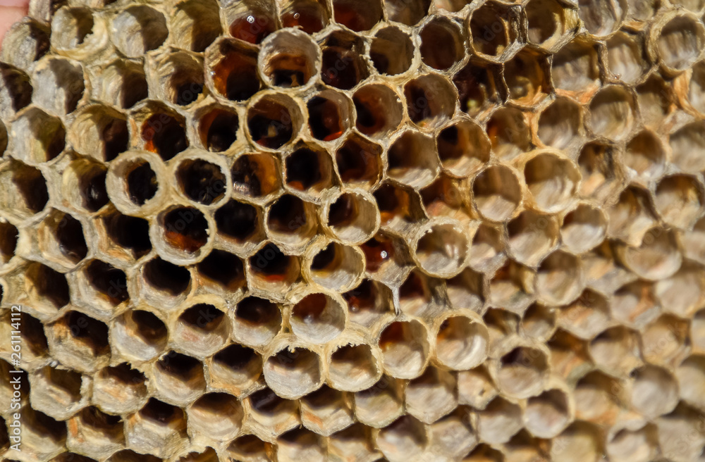 The nest is aspen, polist. The aspen nest at the end of the breeding season. Stocks of honey in honeycombs. Aspen honey. Vespa The nest is aspen, polist. The aspen nest at the end of the breeding season. Stocks of honey in honeycombs. Aspen honey. Vespa