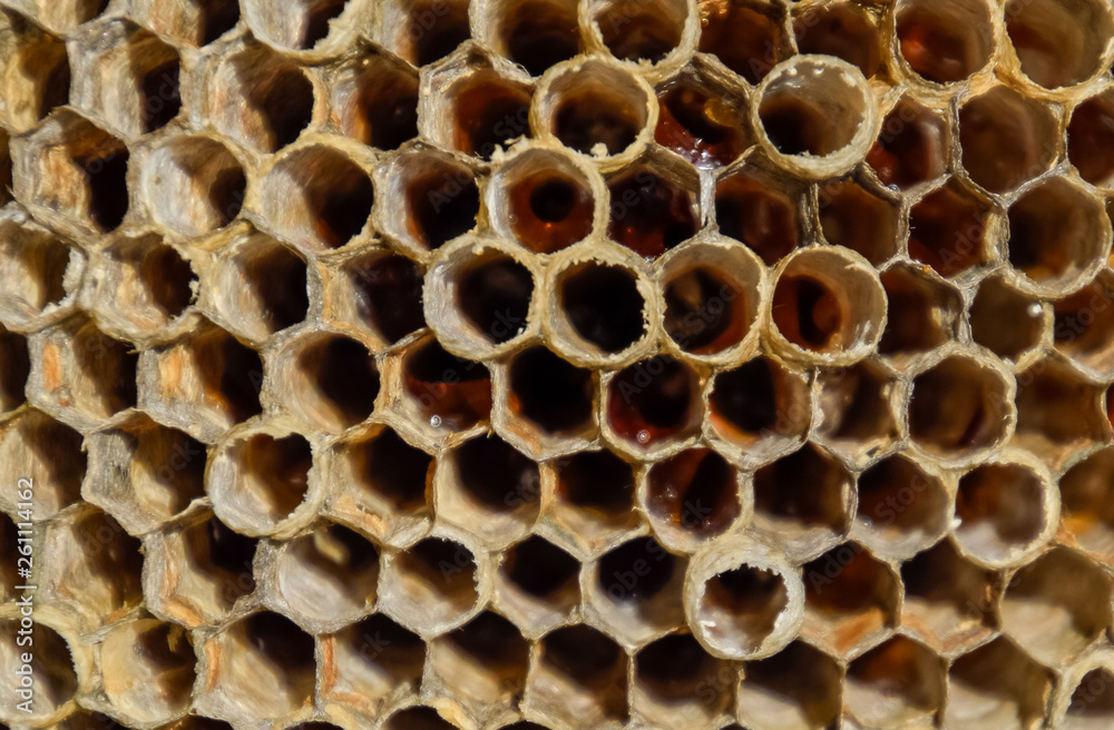 The nest is aspen, polist. The aspen nest at the end of the breeding season. Stocks of honey in honeycombs. Aspen honey. Vespa The nest is aspen, polist. The aspen nest at the end of the breeding season. Stocks of honey in honeycombs. Aspen honey. Vespa