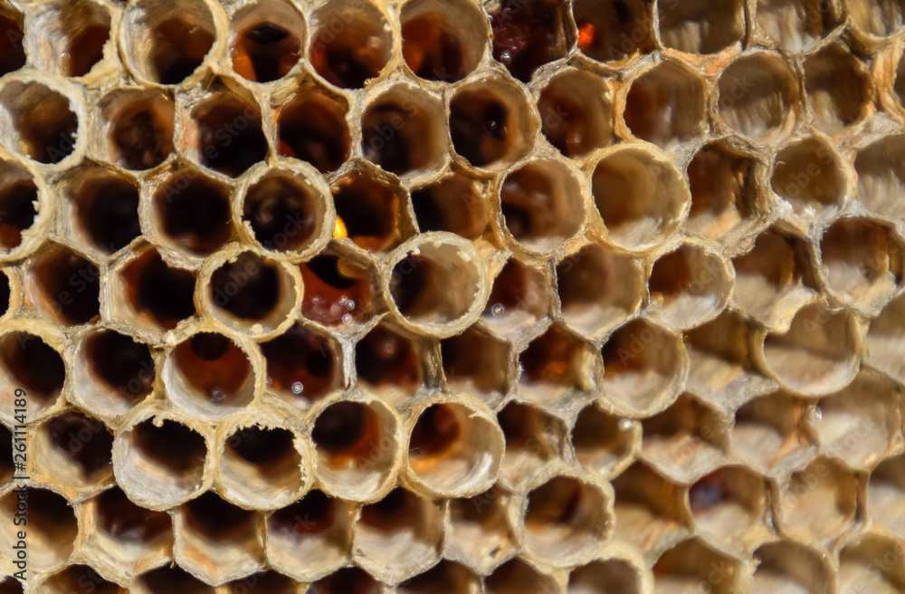 The nest is aspen, polist. The aspen nest at the end of the breeding season. Stocks of honey in honeycombs. Aspen honey. Vespa The nest is aspen, polist. The aspen nest at the end of the breeding season. Stocks of honey in honeycombs. Aspen honey. Vespa