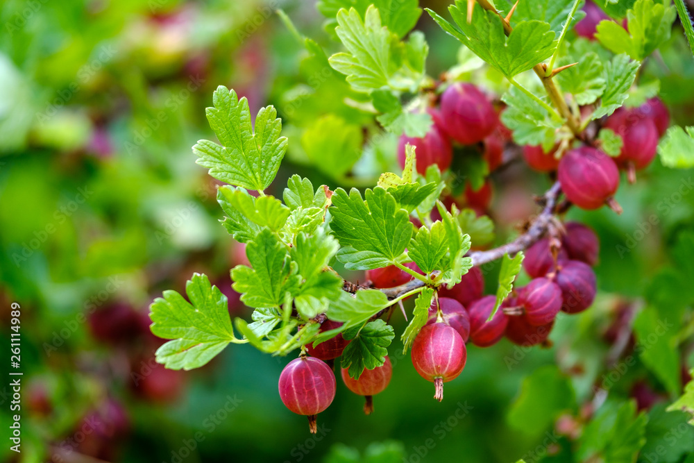 Fototapeta premium Ripe red gooseberries on a branch