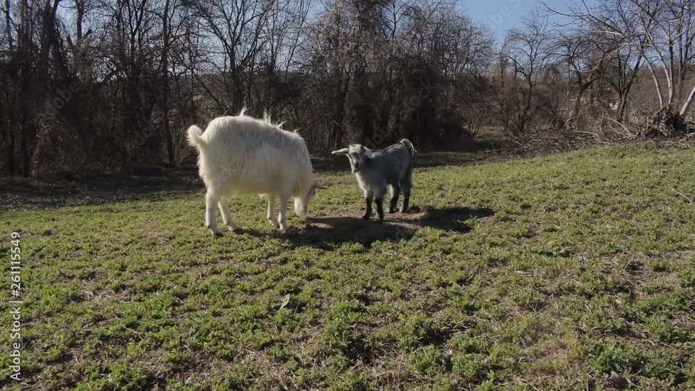 White Goat Searching Something In The Ground White Goat Searching Something In The Ground