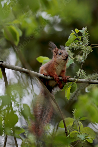 Little baby squirrel sitting on willow branch on a gray day © puteli