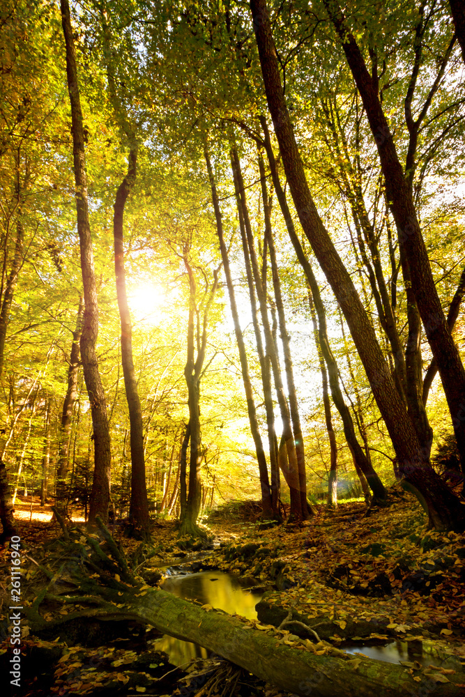 Fototapeta premium Bachlauf durch den Wald