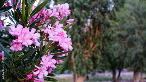 Pink oleanders on tree. Closeup shot of white purple Nerium oleander growing in garden, green leaf background. Vivid bright white flowers in spring season. Fresh pink Lily flower. Poisonous plant.