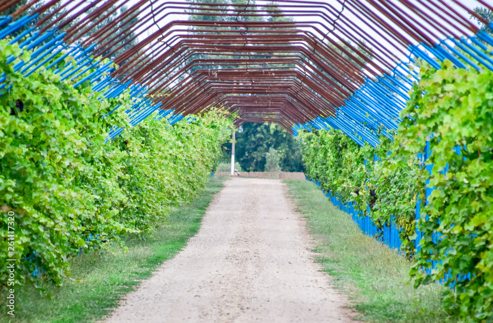 A large shed is a gazebo made of metal rods along a dirt road. A large shed is a gazebo made of metal rods along a dirt road.