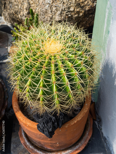 Green cactus with long spines photo