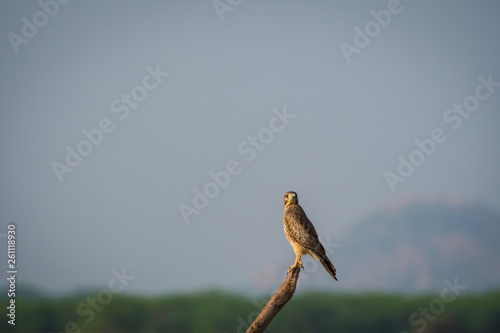 A habitat image of White-eyed buzzard or Butastur teesa sitting on a beautiful perch at tal chappar blackbuck sanctuary, India	 photo