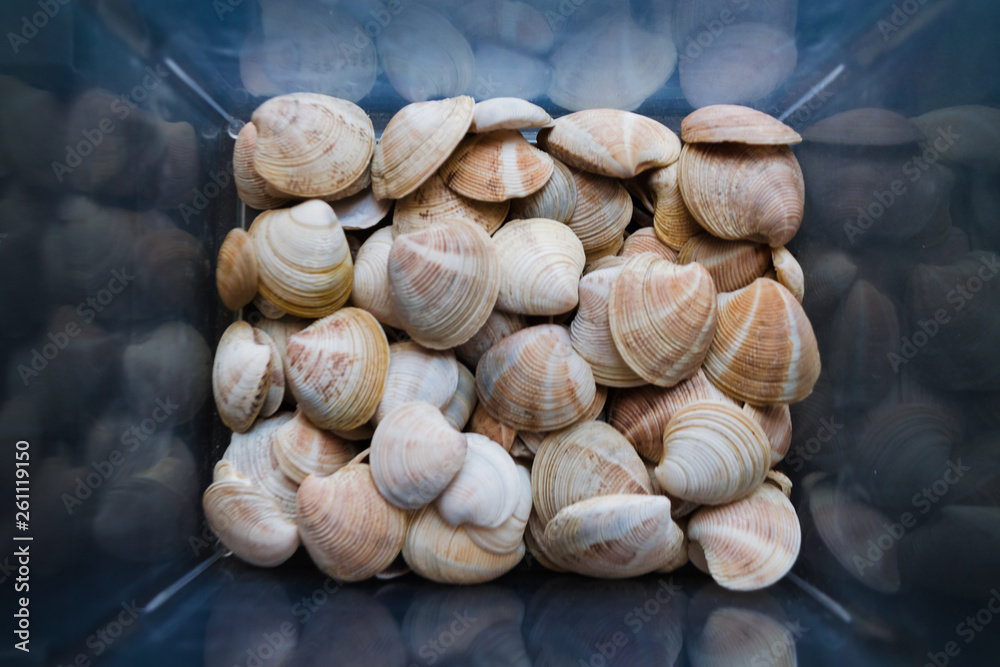 Shells are found on our shelling beaches. Close-up view of seashells in the box. Top view, marine concept.