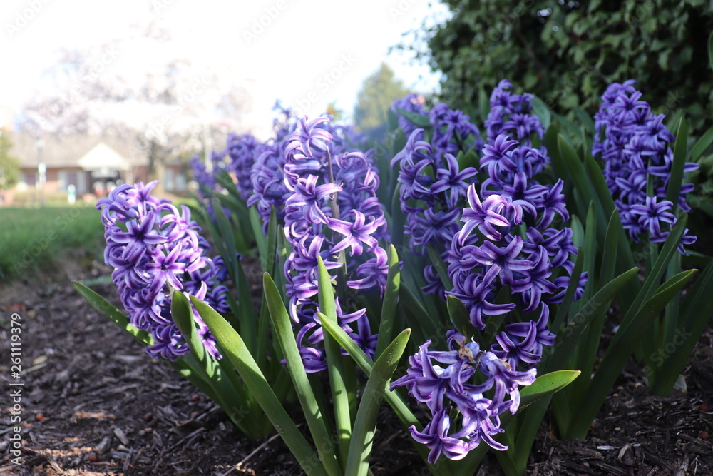 Obraz premium Spring blooming 