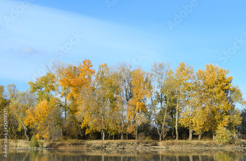 Autumn scenery of the river bank. Yellow leaves of poplars. © eleonimages