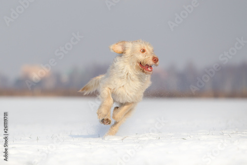 Hund Mischlingshündin im Schnee an einem schönen Wintertag spielen © Ines Hasenau