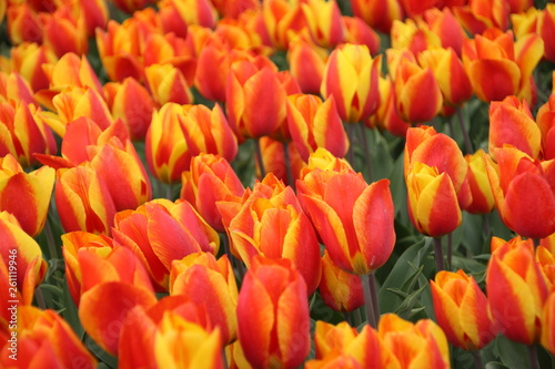 Orange tulips in rows on flower bulb field in Noordwijkerhout in the Netherlands