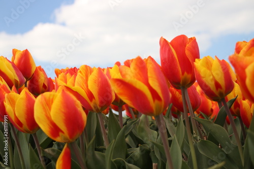 Orange tulips in rows on flower bulb field in Noordwijkerhout in the Netherlands photo