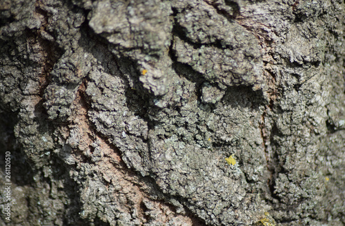 Background from tree bark