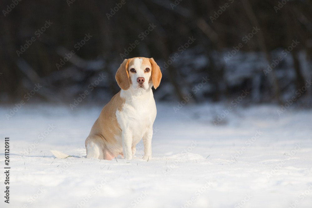 Hund Beagle im Schnee