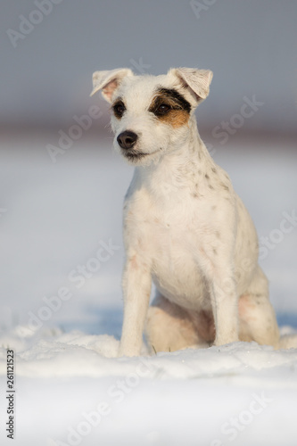 Hund Parson Jack Russel Terrier sitzt im Schnee Rassehund  © Ines Hasenau