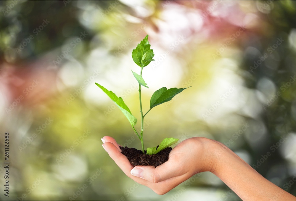Green Growing Plant in Human Hands on beautiful natural background Green Growing Plant in Human Hands on beautiful natural background