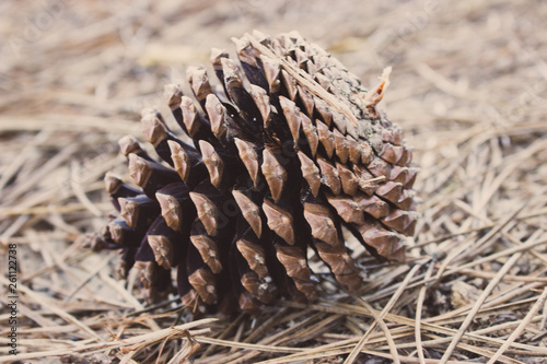 Big brown pine cone on the ground. Pine cone in dry coniferous needles. Pinecone closeup. Coniferous seeds. Autumn foliage. Nature detail macro.