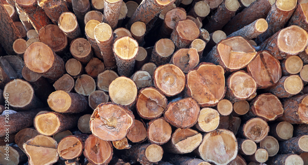 tree trunks stacked. cross section of the tree. tree trunks stacked. cross section of the tree.