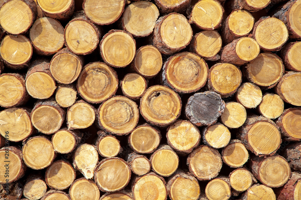 tree trunks stacked. cross section of the tree. tree trunks stacked. cross section of the tree.