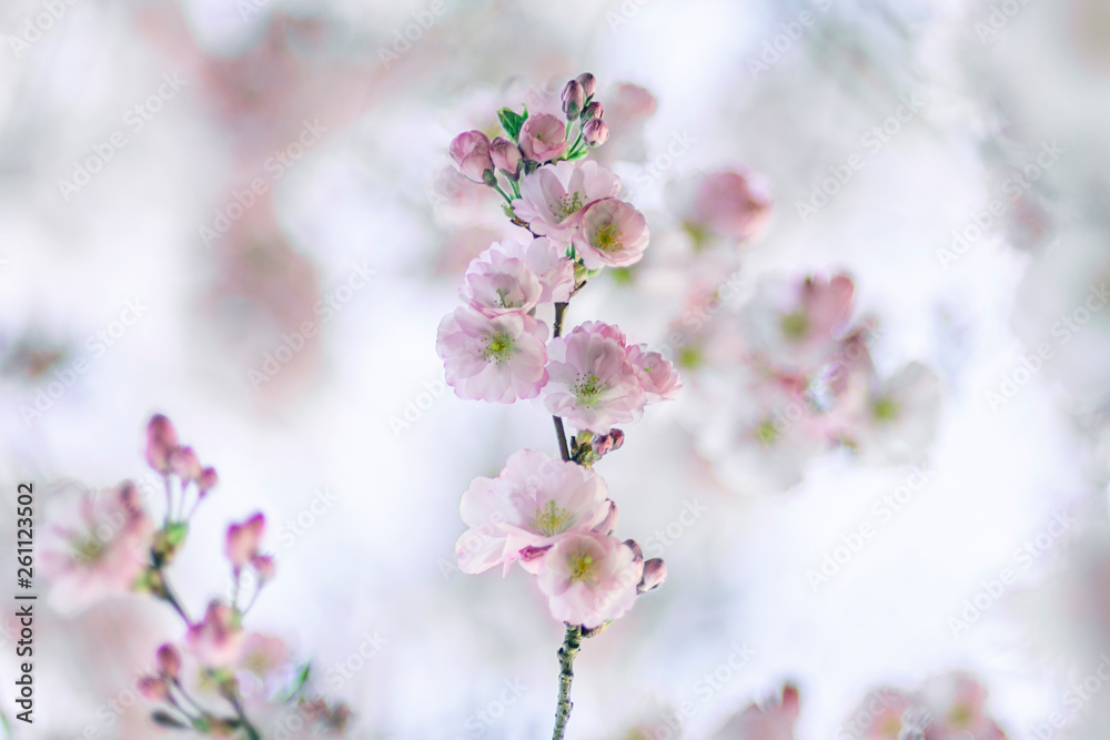Zierkirsche, Blüten, romantisch, Hintergrund Zierkirsche, Blüten, romantisch, Hintergrund