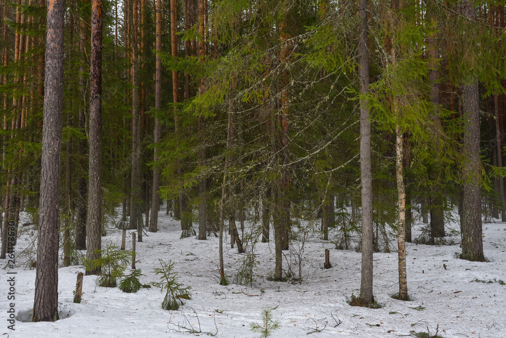 Naklejka premium Snow melting in forest