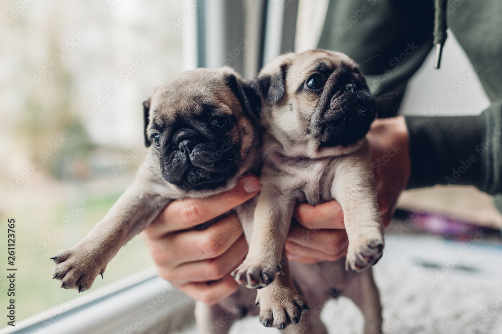 Young man holding pug dog puppies in hands. Little puppies siblings. Breeding dogs