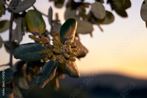 Holm oak flower at sunset.