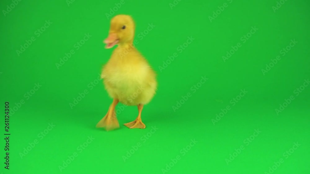 Little beautiful ducklings on green screen Little beautiful ducklings on green screen