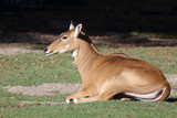 Nilgauantilope / Nilgai Antelope / Boselaphus tragocamelus..