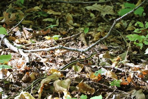 snake in forest