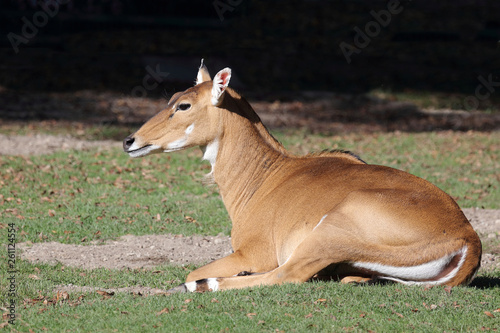 Nilgauantilope   Nilgai Antelope   Boselaphus tragocamelus..