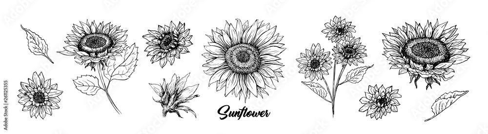 Sunflower hand drawn vector collection. Floral ink pen sketch. Black and white clipart. Realistic wildflower freehand drawing. Isolated monochrome floral design element. Sketched Helianthus outline