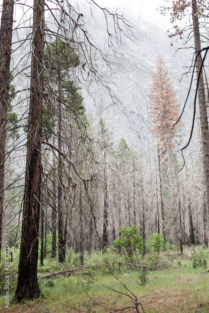 Fototapeta premium trees in forest