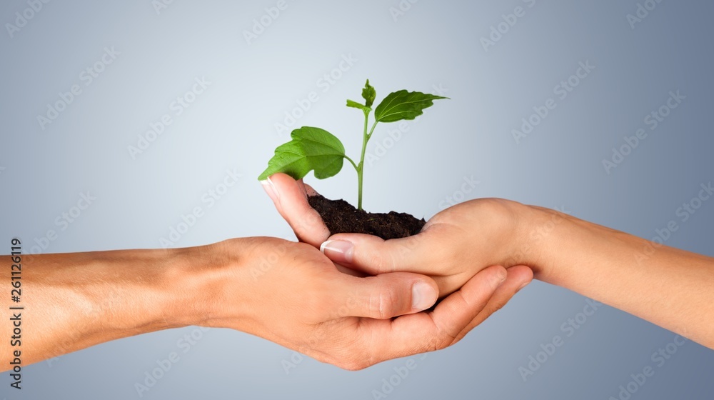 Green Growing Plant in Human Hands on beautiful natural background Green Growing Plant in Human Hands on beautiful natural background