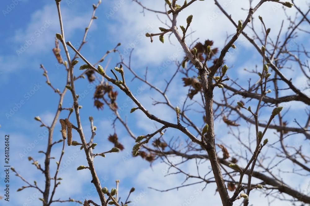 First leaves beginning to grow on the tree in spring after the cold winter, selective focus First leaves beginning to grow on the tree in spring after the cold winter, selective focus