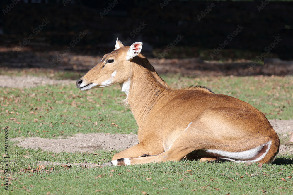 Nilgauantilope / Nilgai Antelope / Boselaphus tragocamelus.. Nilgauantilope / Nilgai Antelope / Boselaphus tragocamelus..