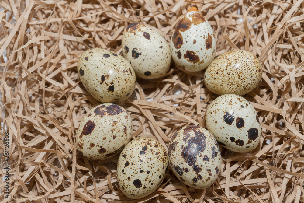 Quail spotted eggs lie on paper strips in the form of hay Quail spotted eggs lie on paper strips in the form of hay