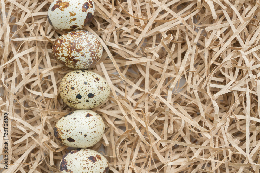Obraz premium Quail spotted eggs lie on paper strips in the form of hay