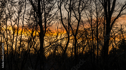 Silhouettes of naked trees and a cloud lit by sunset