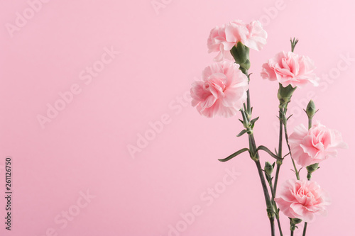 pink carnations on background