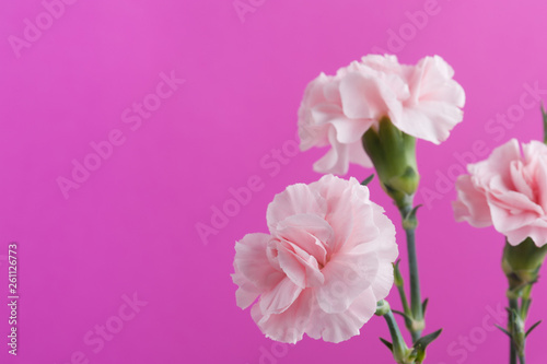 pink carnations on background © Irina Bort