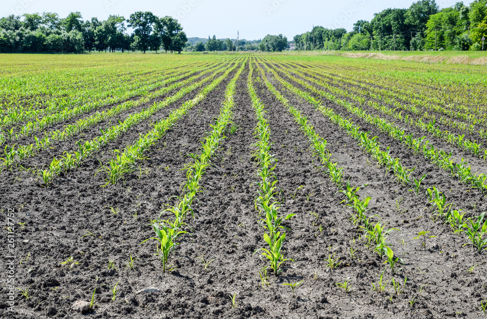 Field of seedlings of corn. Young corn in the field