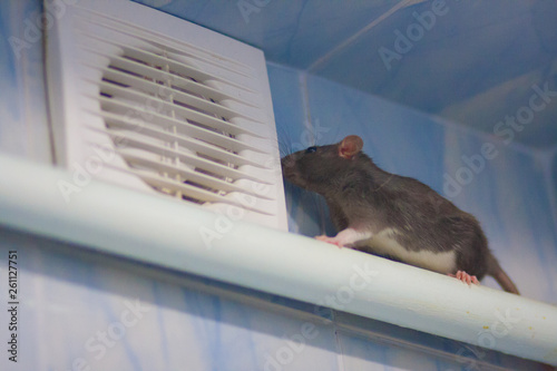 penetration concept. the mouse is black on the white pipe
