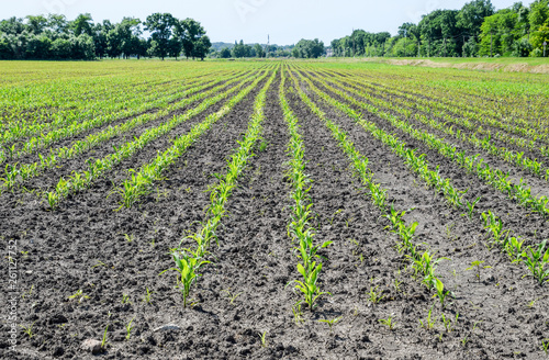 Field of seedlings of corn. Young corn in the field