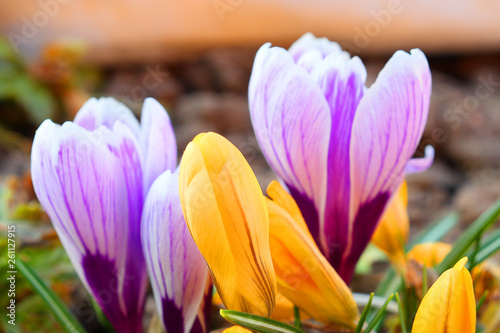 The first spring colors  blue-violet  yellow and white crocuses.