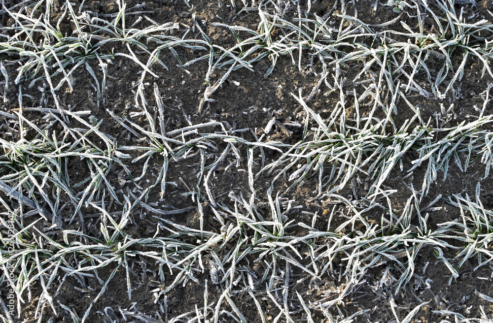 Field of winter wheat Field of winter wheat
