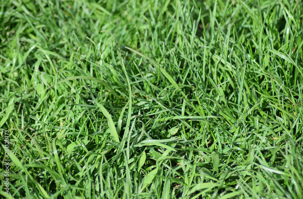 Field of young green barley Field of young green barley