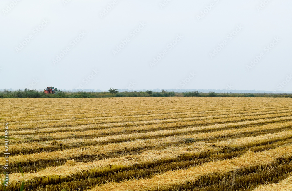 Field rice harvest began.